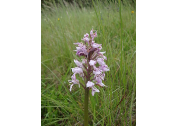 Helm-Knabenkraut (Orchis militaris) - © Philipp Sengl